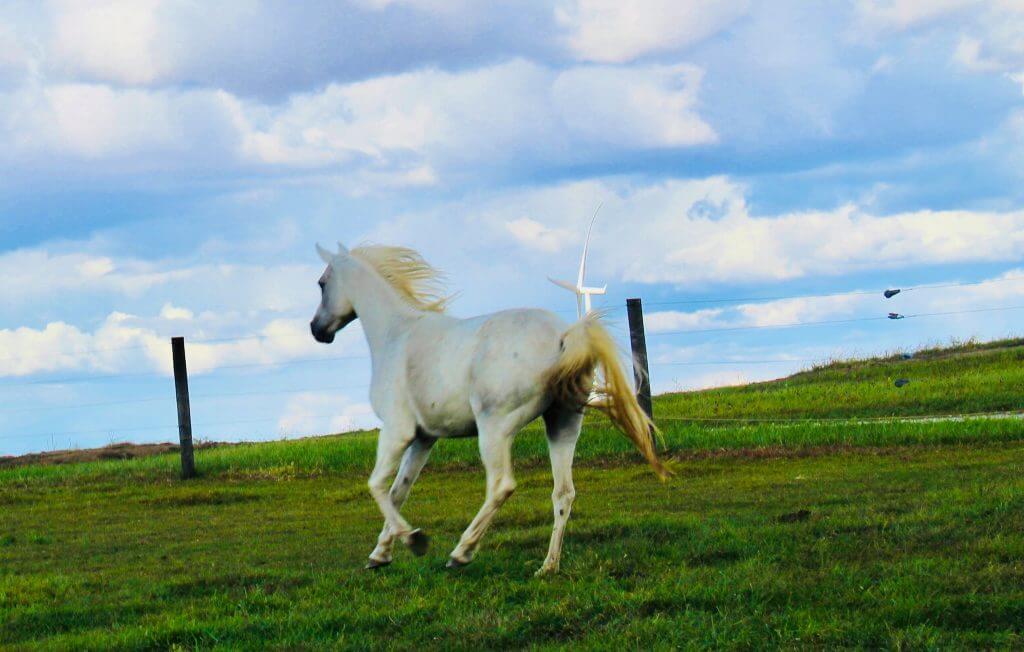 CJ, a white horse running in the fields
